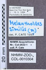 Etikette zu Melanthoides similis (NHMW-ZOO-COL-0010304)